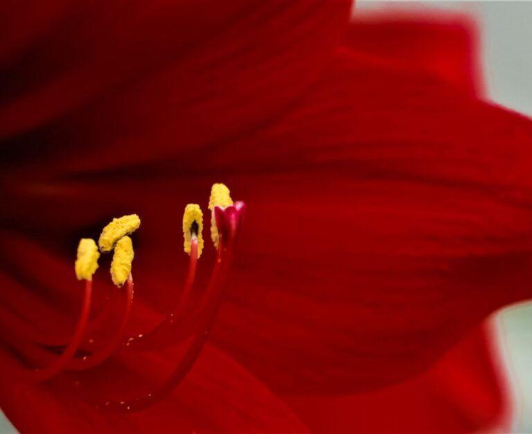 Банер до блогу для статті про гістероскопію: темно-червона лілія, яскраво виражені жовті тичинки