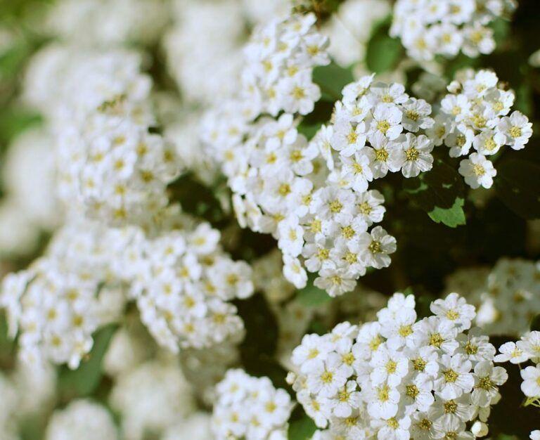 Банер для блогу до статті про молочницю: багато суцвіть дрібних білих квітів з зеленими листочками