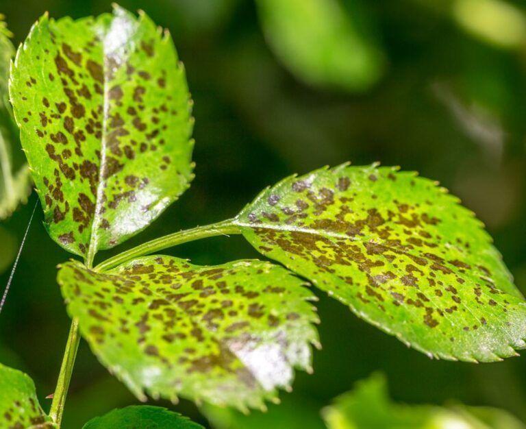 Банер для блогу до статті про пігментні плями від сонця: зелені листочки вкриті коричневими плямами