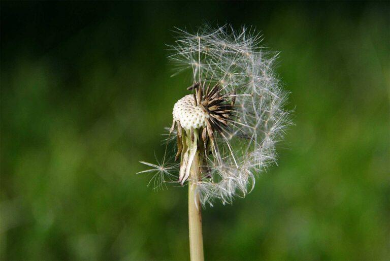 Алопеція: як впоратися з випадінням волосся