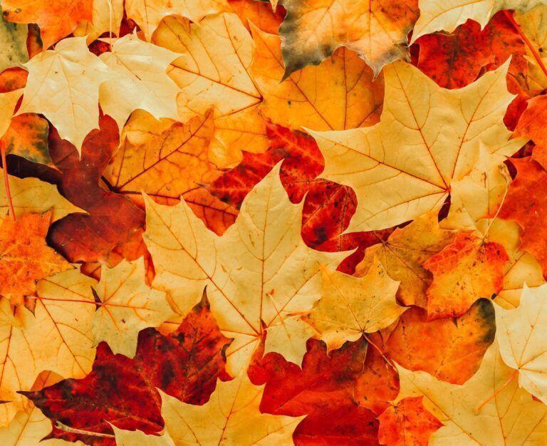 Банер для блогу Підготовка до Осіннього чекапу: багато різнькольорових кленових листочків